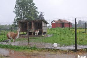 Enclos des guanacos, des daims, des moutons et des poneys
