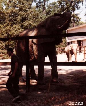 Éléphant d'Afrique et son soigneur