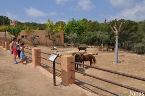 Enclos des poneys et des mulets