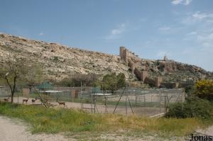 Enclos pour gazelles et fortifications