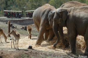 Éléphants asiatiques et daims communs