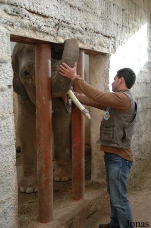 Maxim, jeune éléphant asiatique, et Jose Luis Aragon