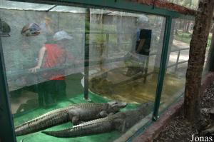 Terrarium des alligators