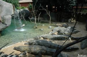Enclos des crocodiles du Nil