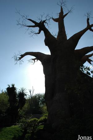 Baobab artificiel