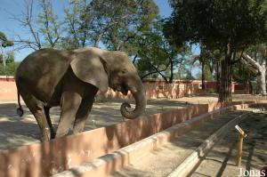 Éléphante africaine Buba