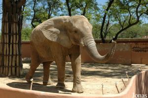 Éléphante africaine Buba