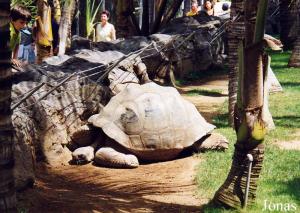 Enclos des tortues terrestres