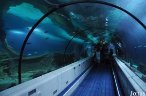 Tunnel et bassin des requins