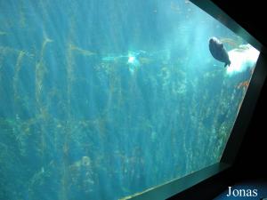 Bassin des phoques veaux-marins