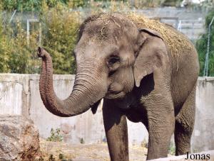 Gina, éléphante asiatique
