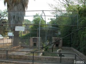 Enclos des gibbons lars