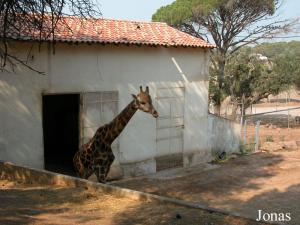 Enclos de la girafe