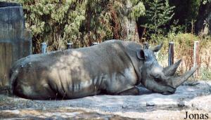Rhinocéros blanc mort en février 2004
