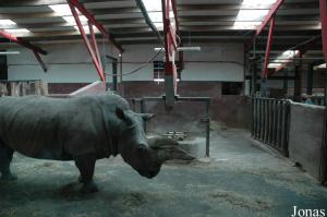 Installations intérieures des rhinocéros blancs