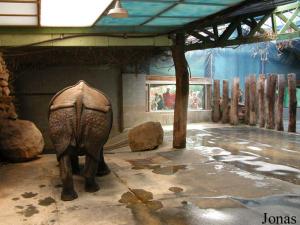 Installations intérieures des rhinocéros indiens