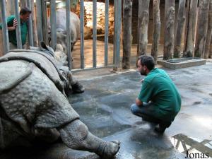 Séance de medical training avec les rhinocéros indiens
