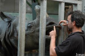 Medical training avec les rhinocéros indiens