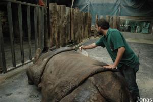 Medical training avec les rhinocéros indiens