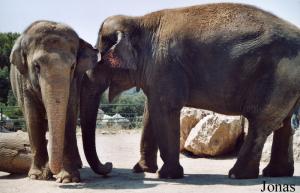 Sandrine et Dora, éléphantes asiatiques