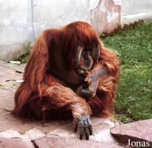 Major, mâle orang-outan