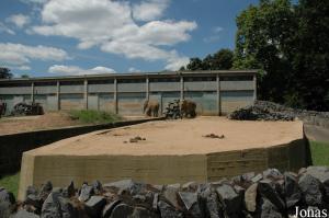 Installation des éléphants asiatiques