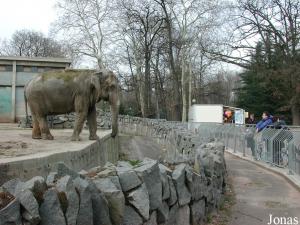 Installation des éléphants