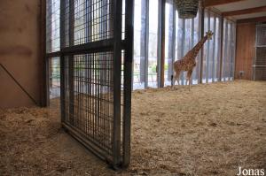 Bâtiment des girafes