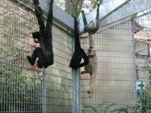 Famille de gibbons à favoris roux