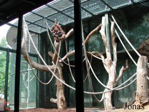 Enclos des orangs-outans