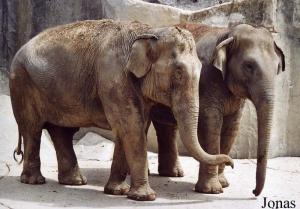 Kaveri et Nina, éléphantes asiatiques