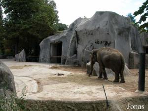 Enclos des éléphants