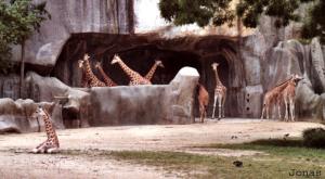 Enclos des girafes du Niger