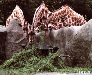 Girafes du Niger