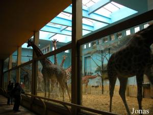 Maison des girafes