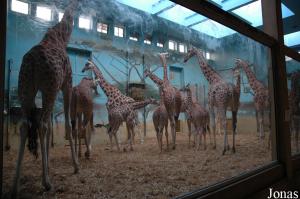 Installations intérieures des girafes