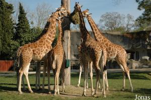 Groupe de girafes du Soudan