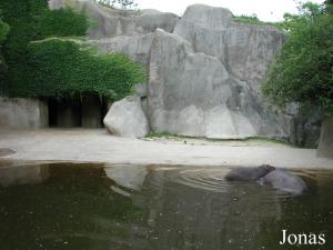 Bassin des hippopotames amphibies