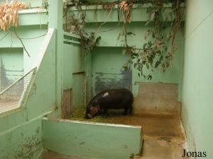 Installation intérieure des hippopotames nains
