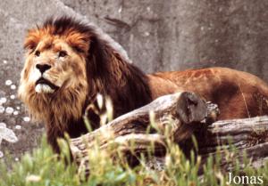 Sambo, lion mâle
