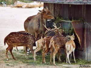 Trois cerfs axis , deux antilopes cervicapres femelles beiges et un nilgaut