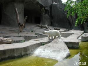 Enclos des ours blancs