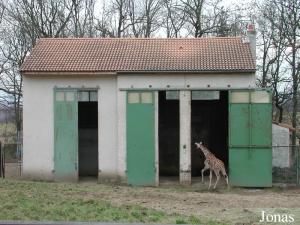 Maison des girafes