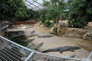 Serre et complexe de bassins des crocodiles du Nil