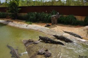 Bassin extérieur des crocodiles du Nil