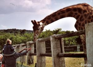 Visiteurs inconscients nourrissant une girafe
