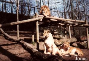 Enclos des lions