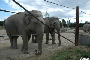 Chang et Accra, éléphants asiatiques