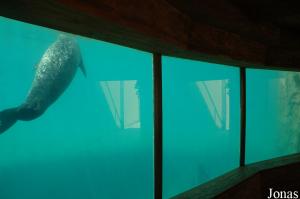 Bassin des phoques veaux marins