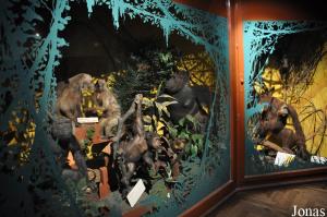 Salle des primates